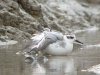 Grey Phalarope at Two Tree Island (West) (Steve Arlow) (165785 bytes)